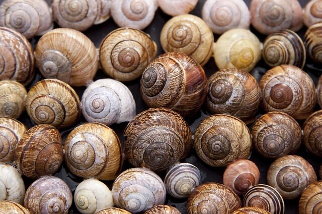 What the snail's spiral symbolizes