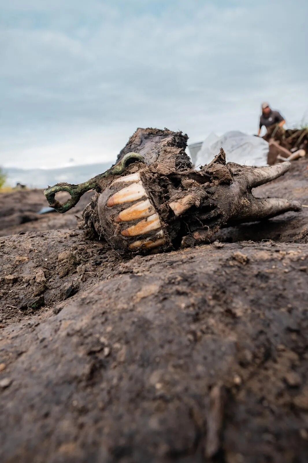 Eighteen horses, some with brass bits still in their mouths, were found at the burial mound