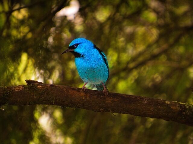 Bluebird symbolism