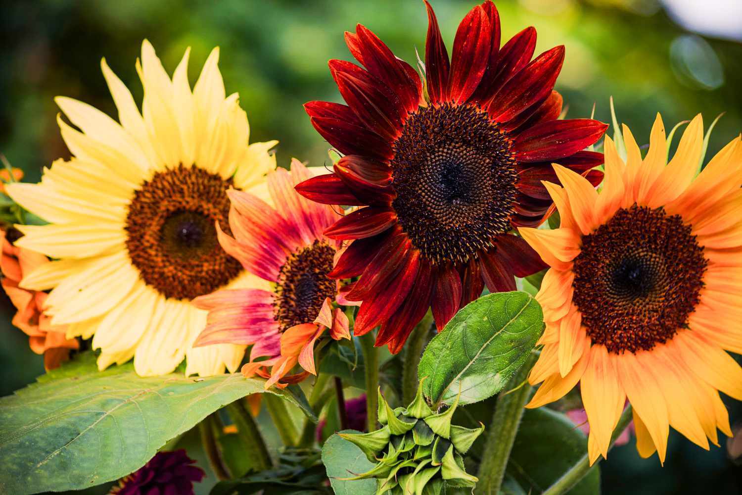 What Sunflowers Mean Spiritually: 11 Exciting Interpretations