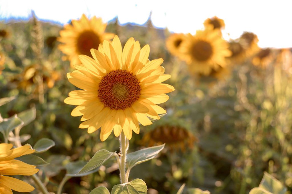 What Sunflowers Mean Spiritually: 11 Exciting Interpretations