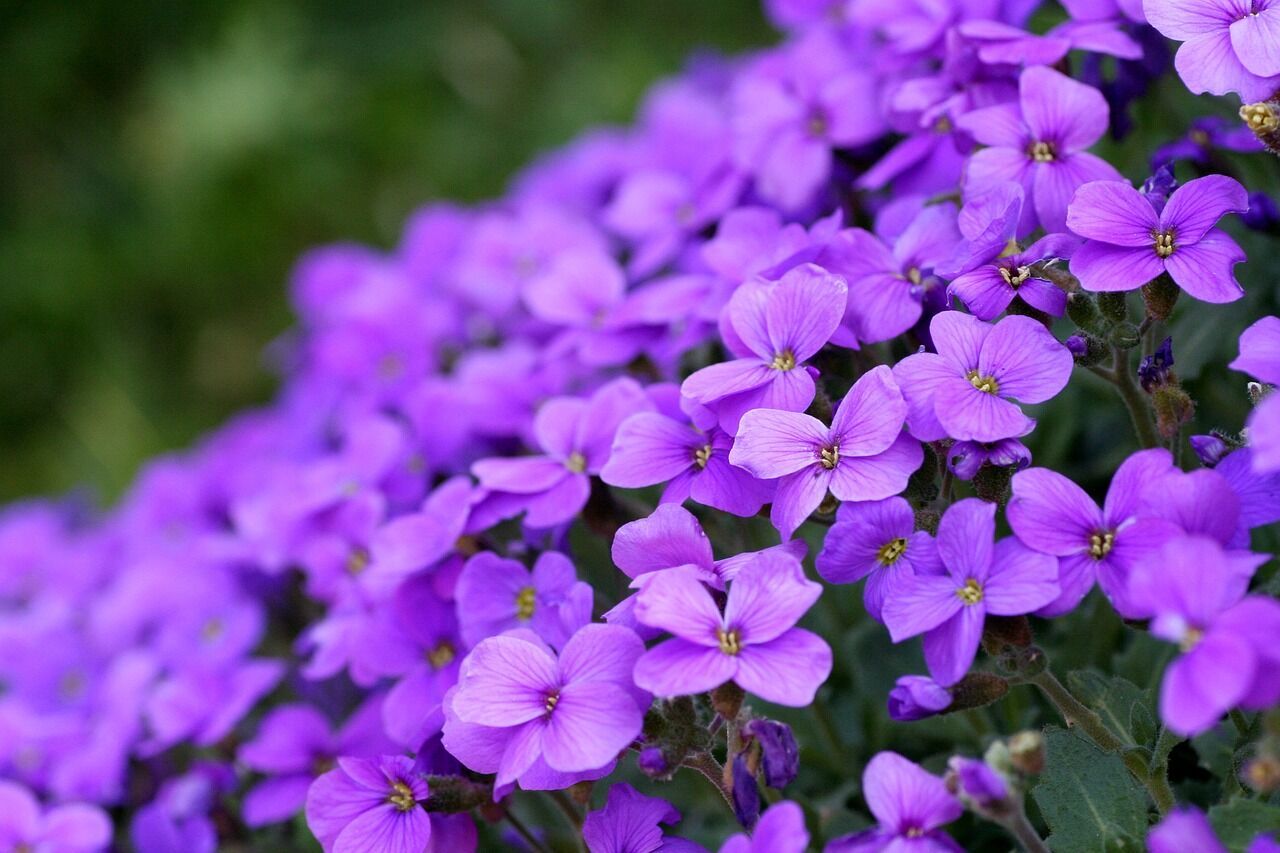 What does a Violet mean in your dream?