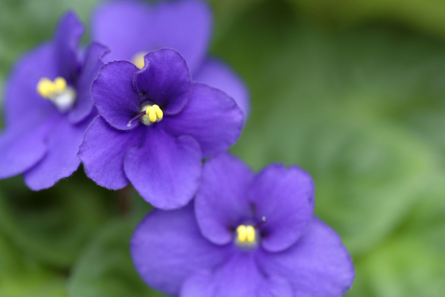 What does a Violet mean in your dream?