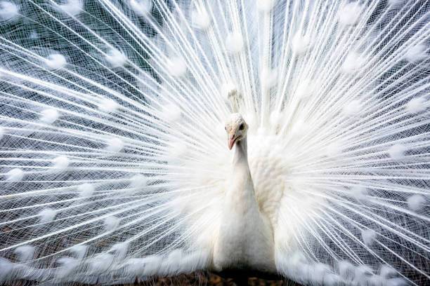 White peacock