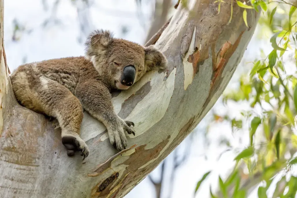 What Does a Koala Mean in Your Dream?