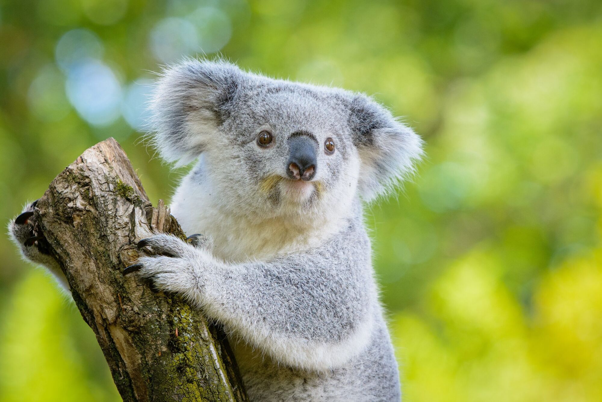 What Does a Koala Mean in Your Dream?