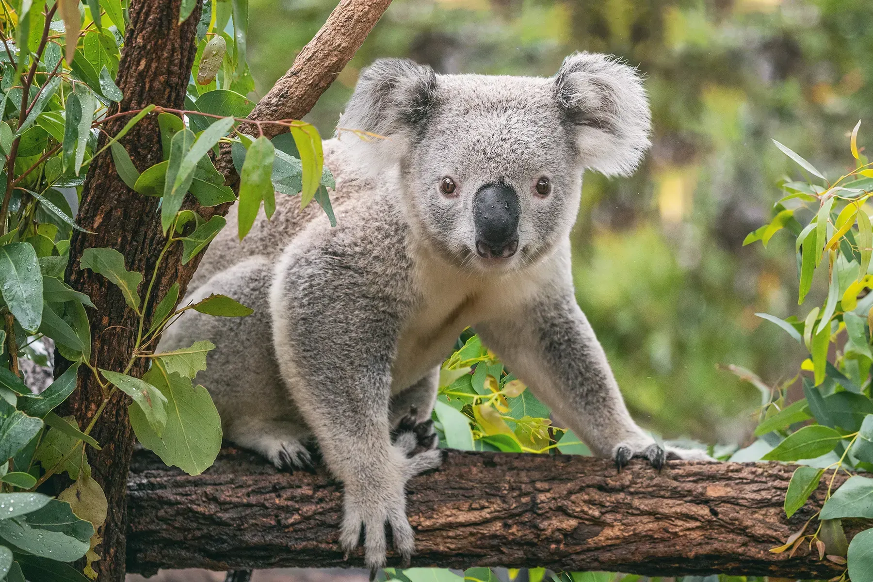 What Does a Koala Mean in Your Dream?