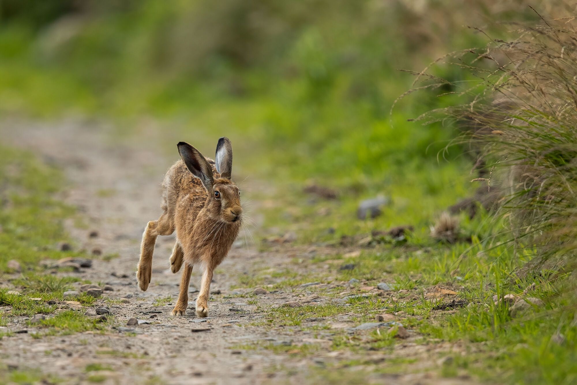 What Does a Hare Mean in a Dream?