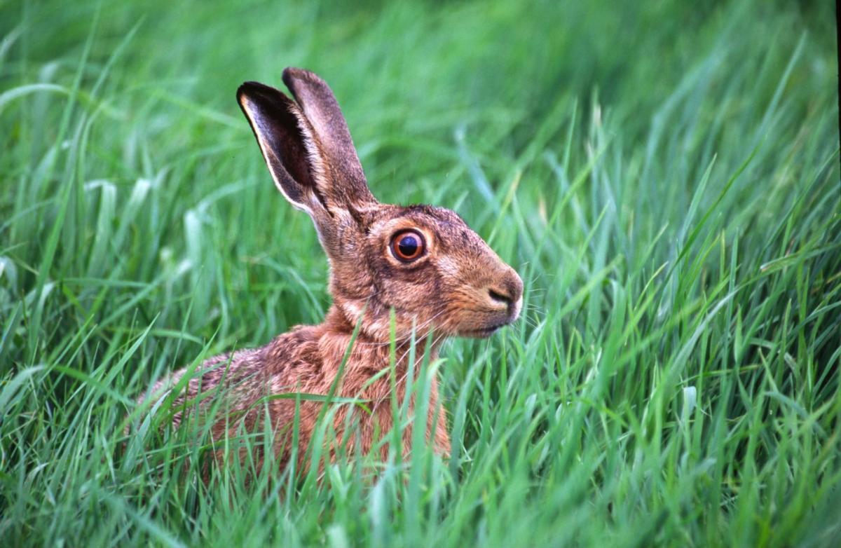 What Does a Hare Mean in a Dream?