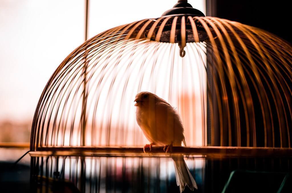 What Does a Caged Bird Mean in Your Dream?