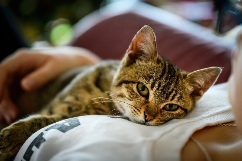 Cat sleeping on a chest