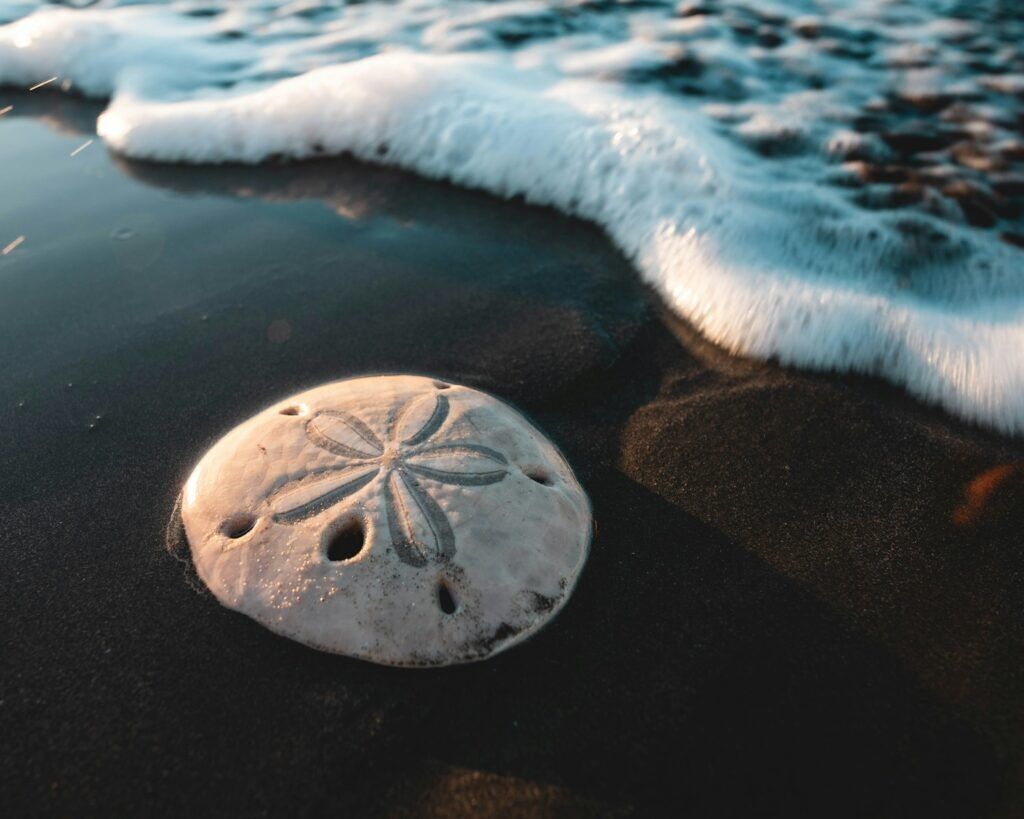 5 Spiritual Meanings of Sand Dollar