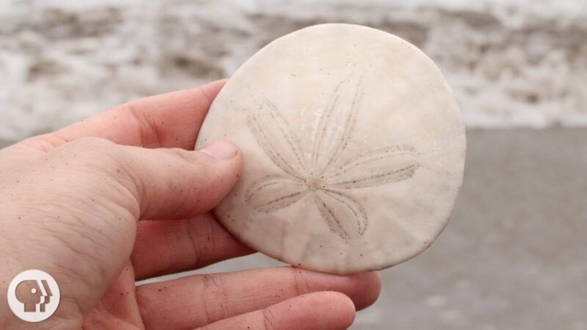 5 Spiritual Meanings of Sand Dollar