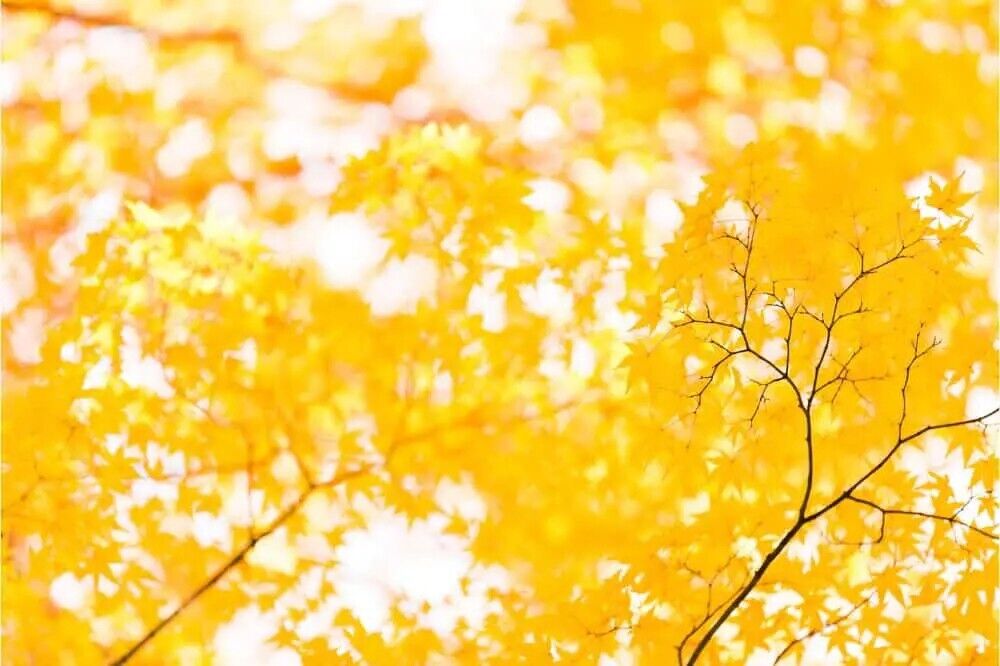 16 Spiritual Meanings of Color Yellow