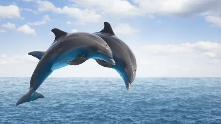 6 Spiritual Meanings of Dolphin