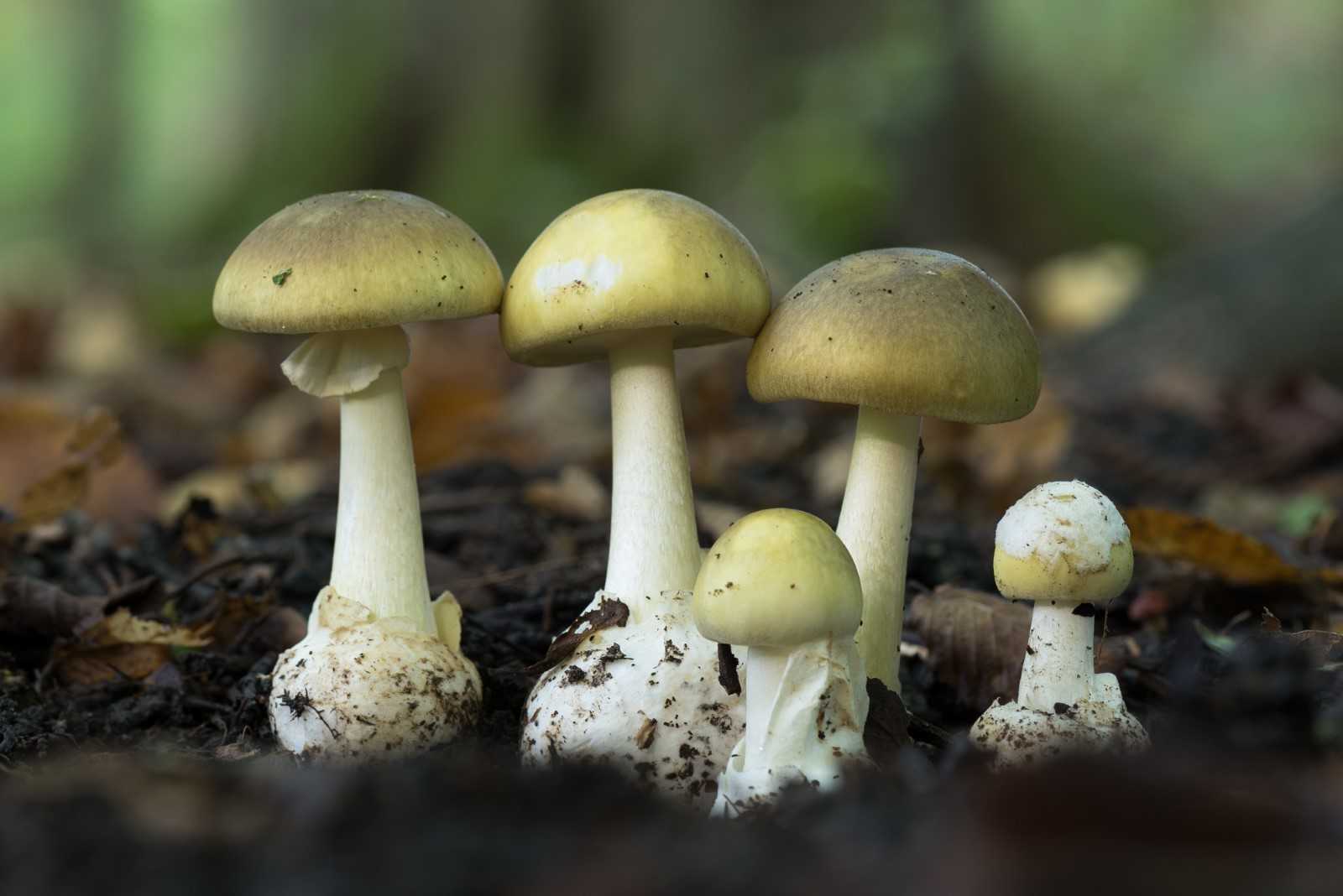 12 Spiritual Meanings of Mushroom