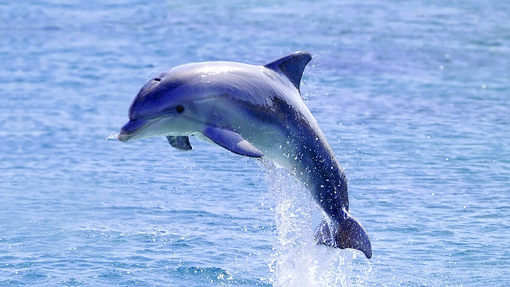 6 Spiritual Meanings of Dolphin