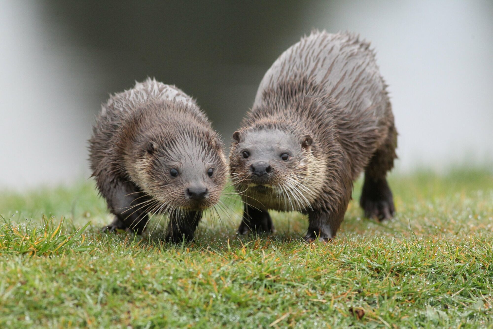 Spiritual Meanings of Otter