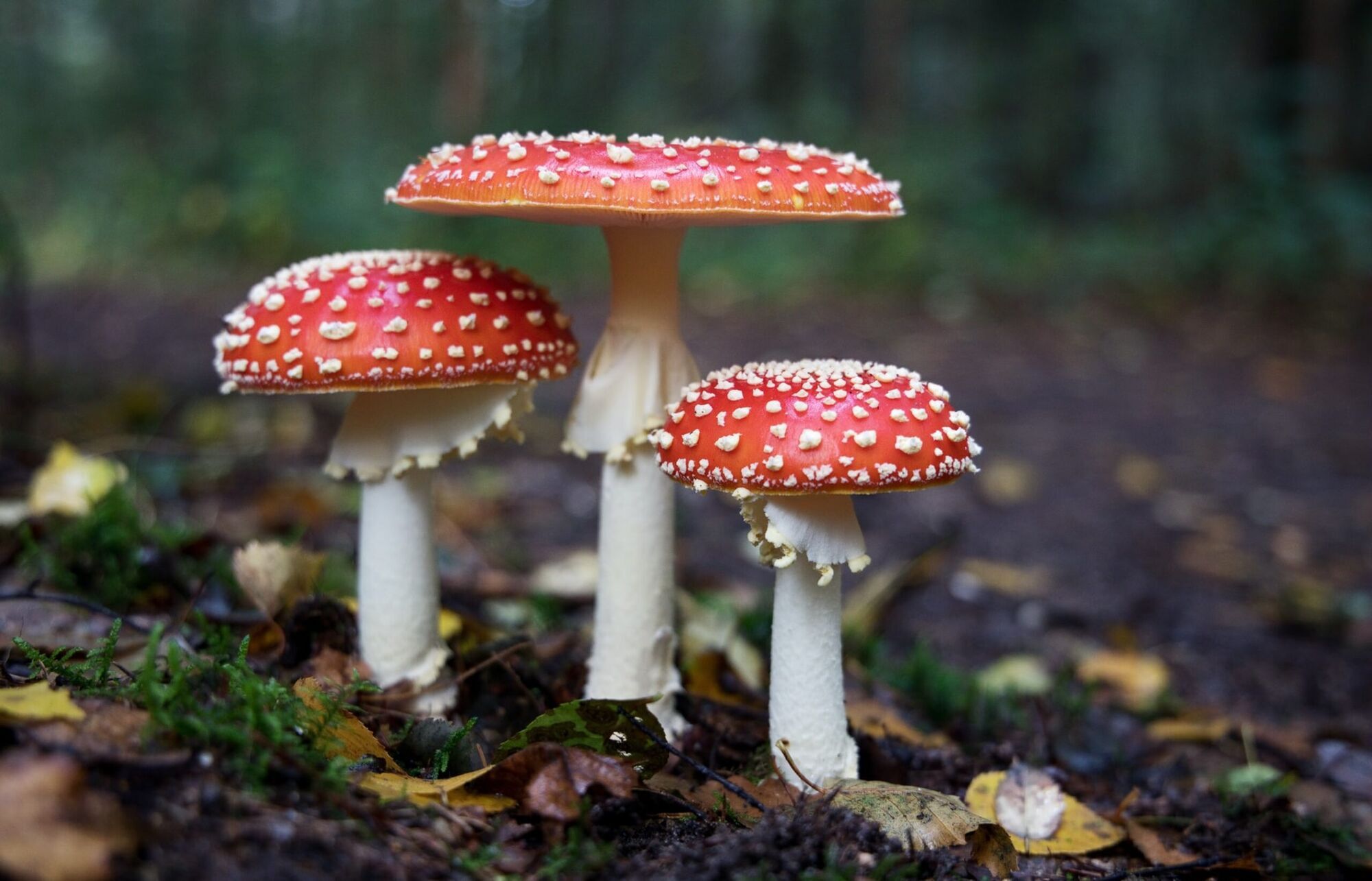 12 Spiritual Meanings of Mushroom