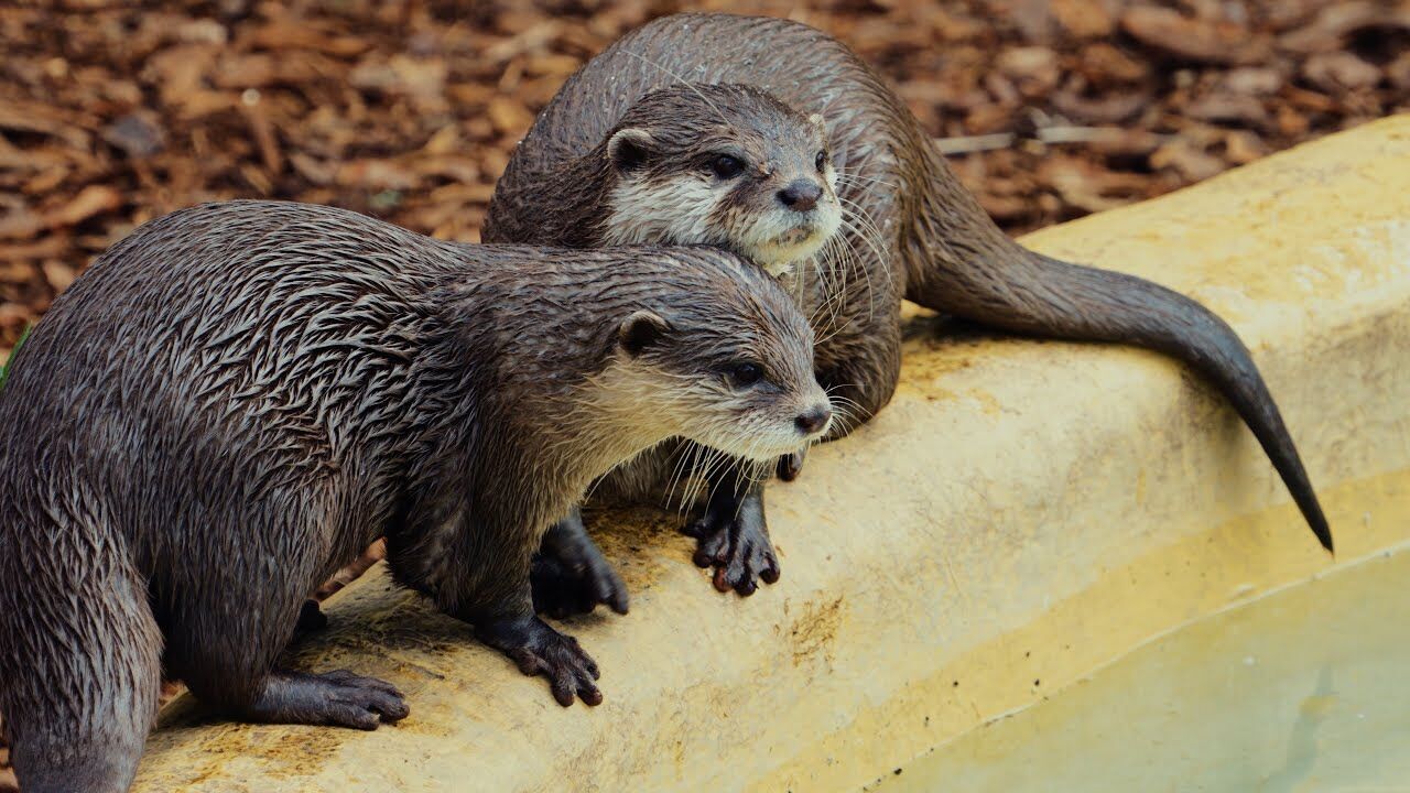 Spiritual Meanings of Otter