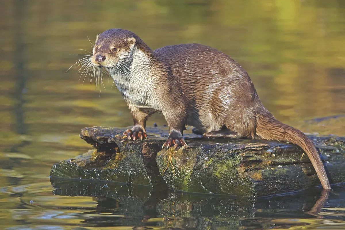 Spiritual Meanings of Otter