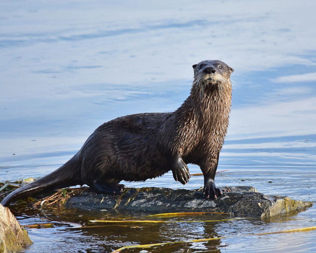 Spiritual Meanings of Otter