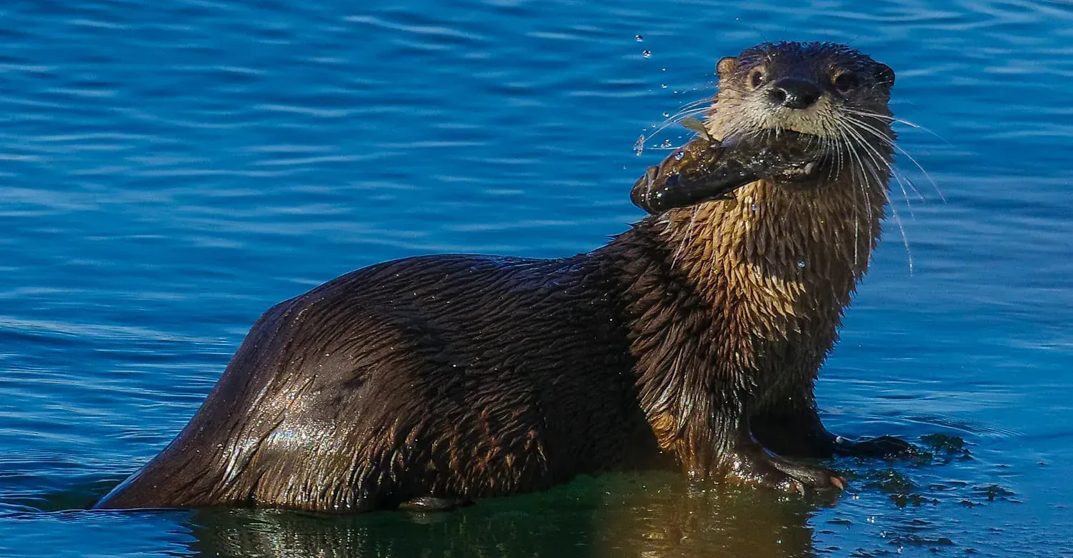 Spiritual Meanings of Otter