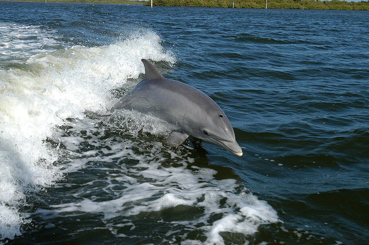 6 Spiritual Meanings of Dolphin