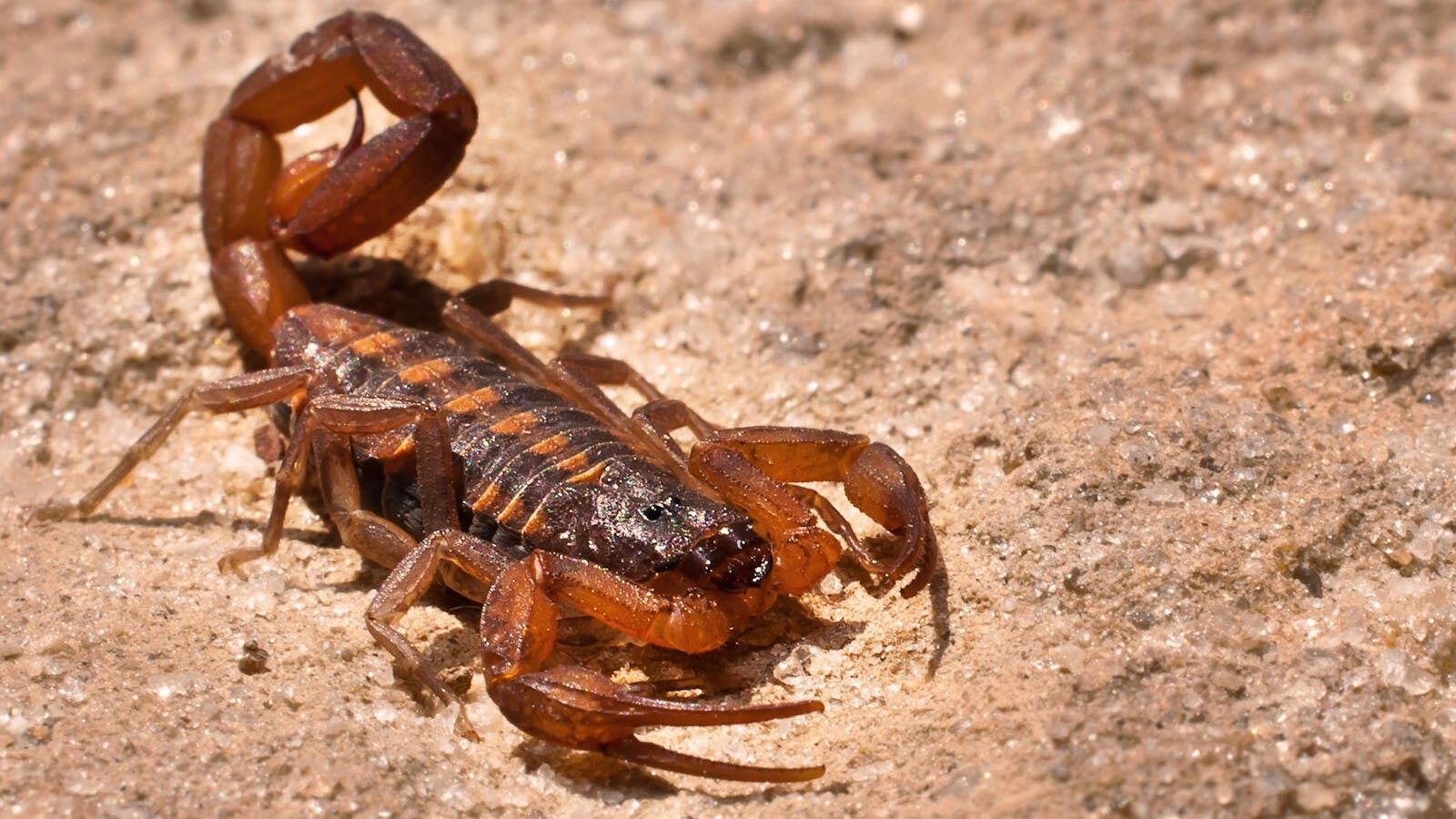 7 Spiritual Meanings of Scorpion