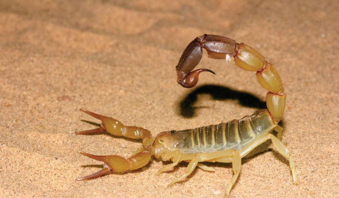 7 Spiritual Meanings of Scorpion