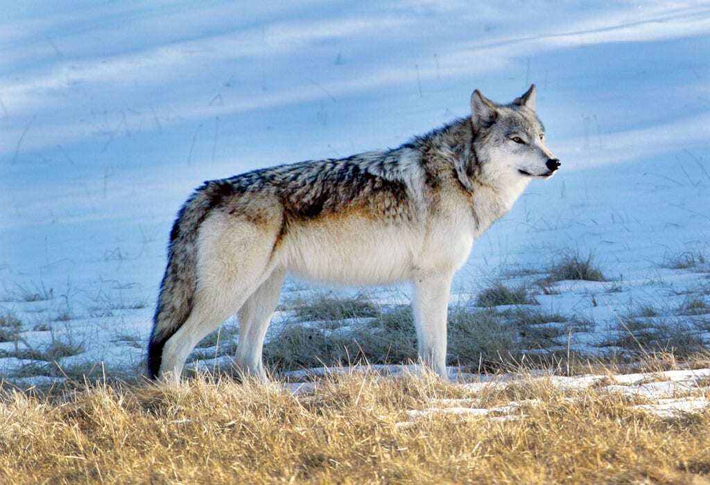 5 Spiritual Meanings of Wolf