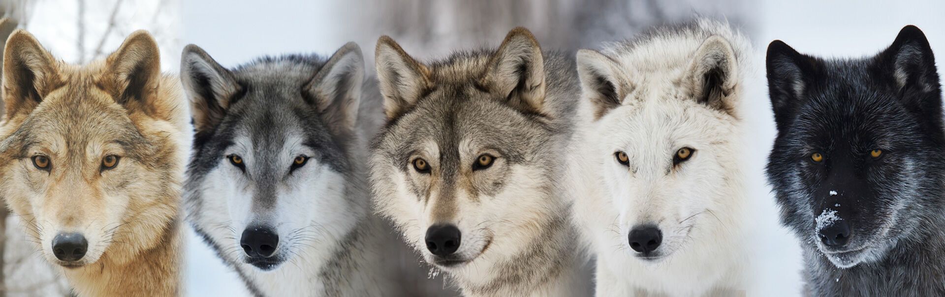 5 Spiritual Meanings of Wolf