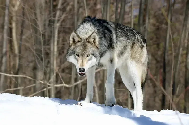 5 Spiritual Meanings of Wolf