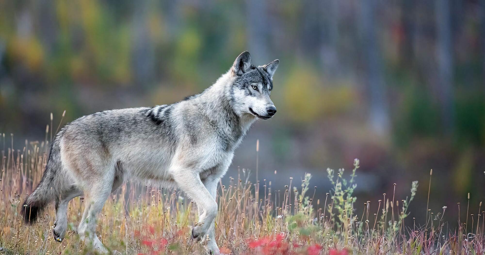 5 Spiritual Meanings of Wolf