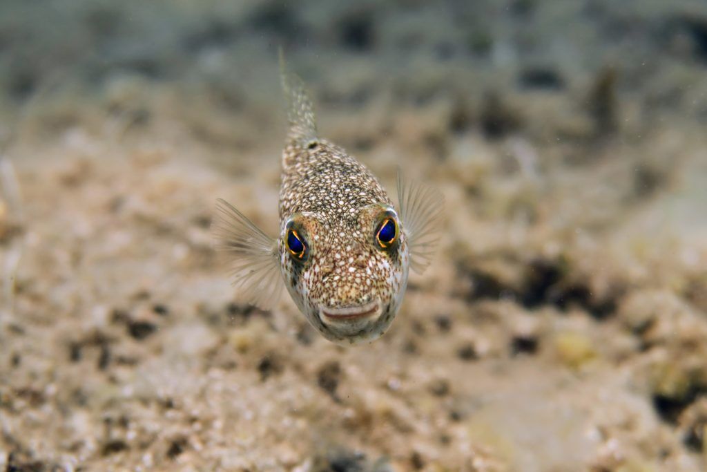 The Meaning Behind Dreaming of Being Underwater