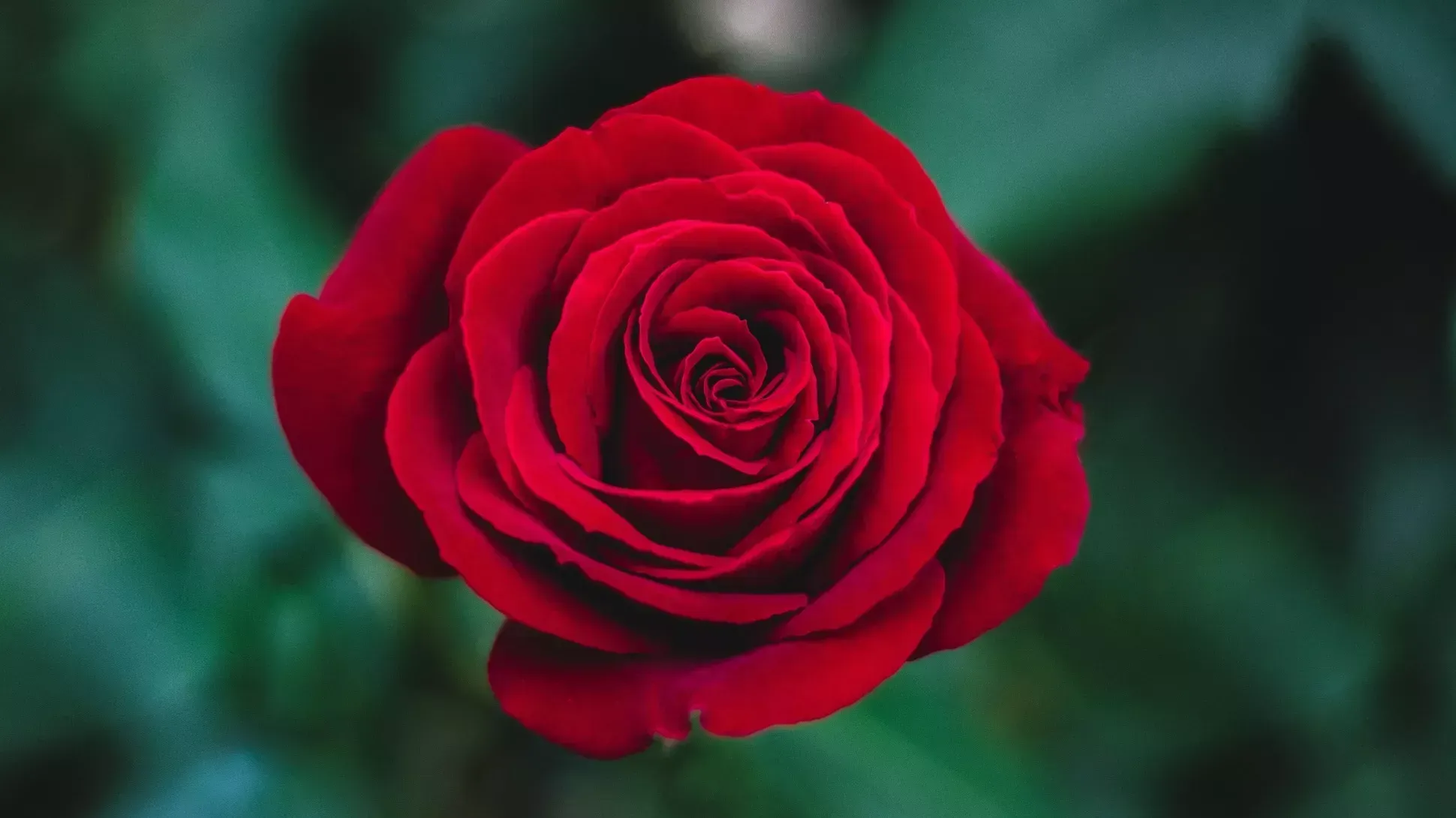 11 Spiritual Meanings of Rose Flower