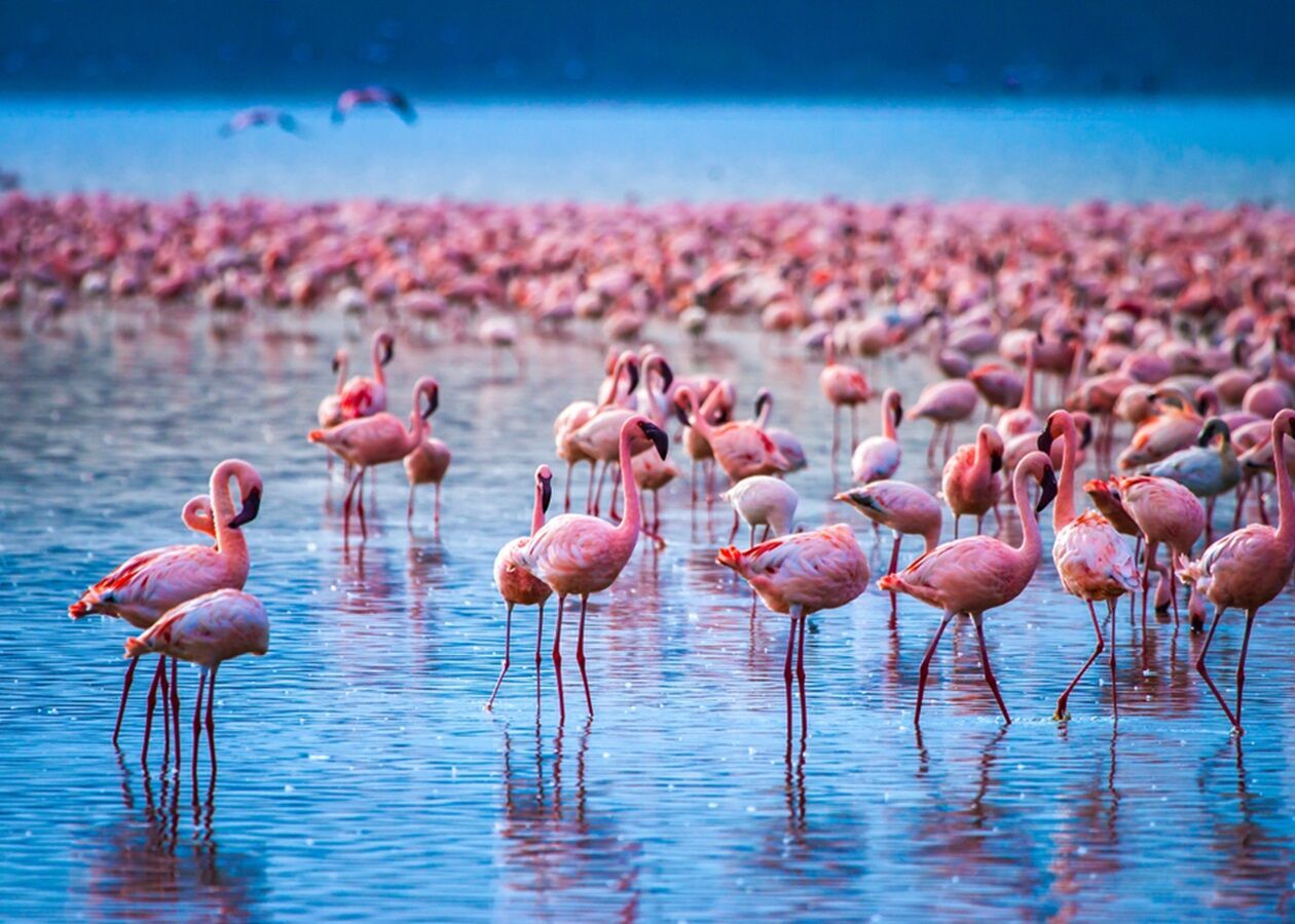 11 Spiritual Meanings of Flamingo