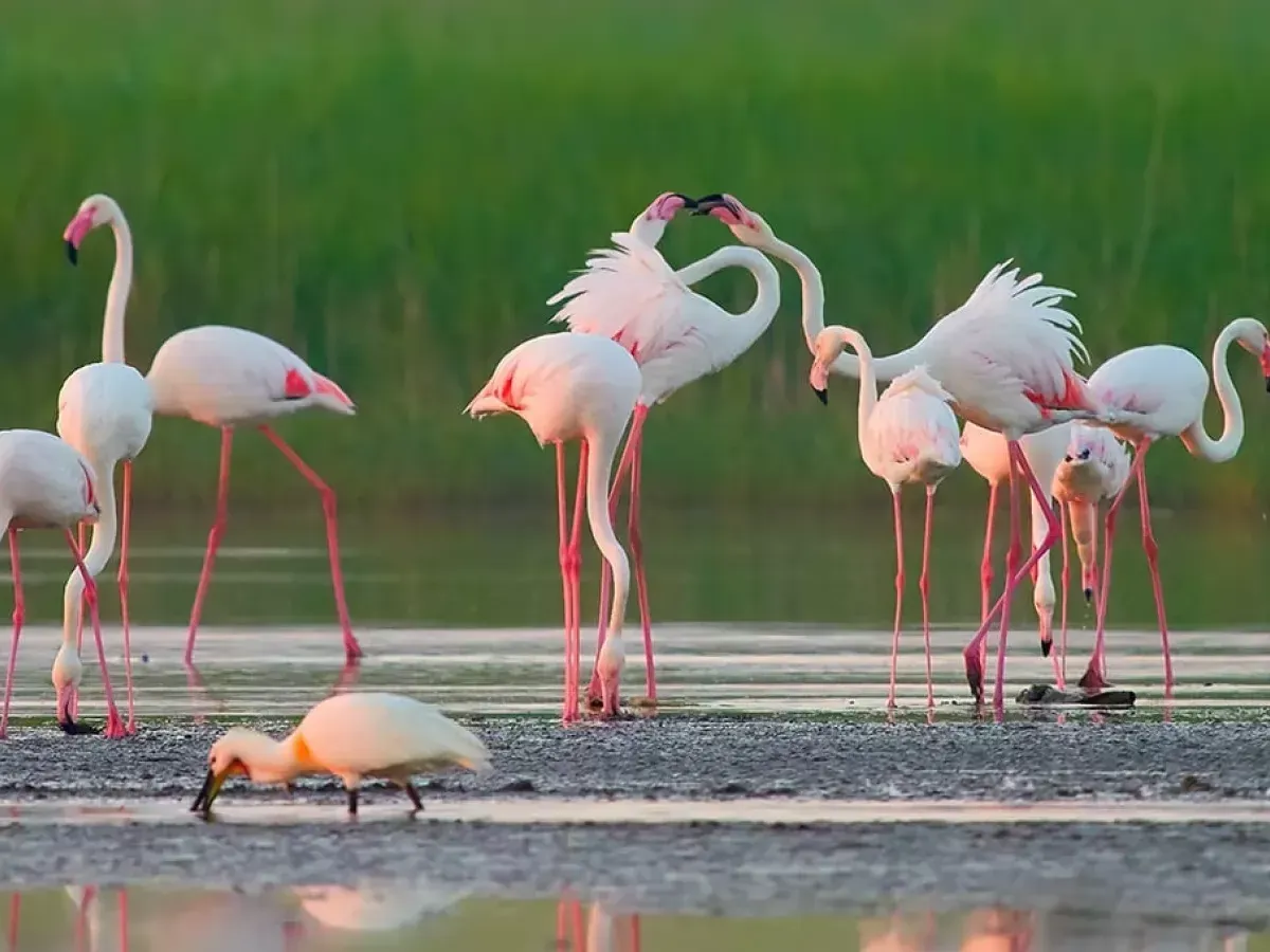 11 Spiritual Meanings of Flamingo