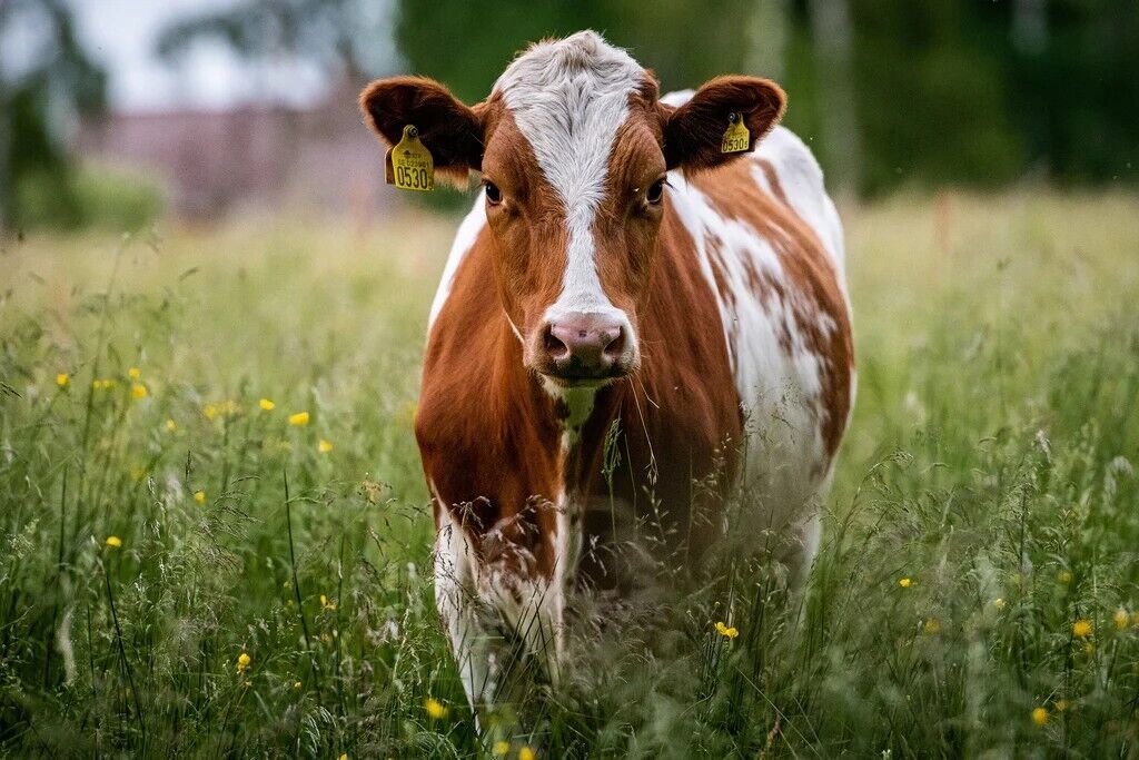 Cow Spirit Animal: What Does a Cow Symbolize?