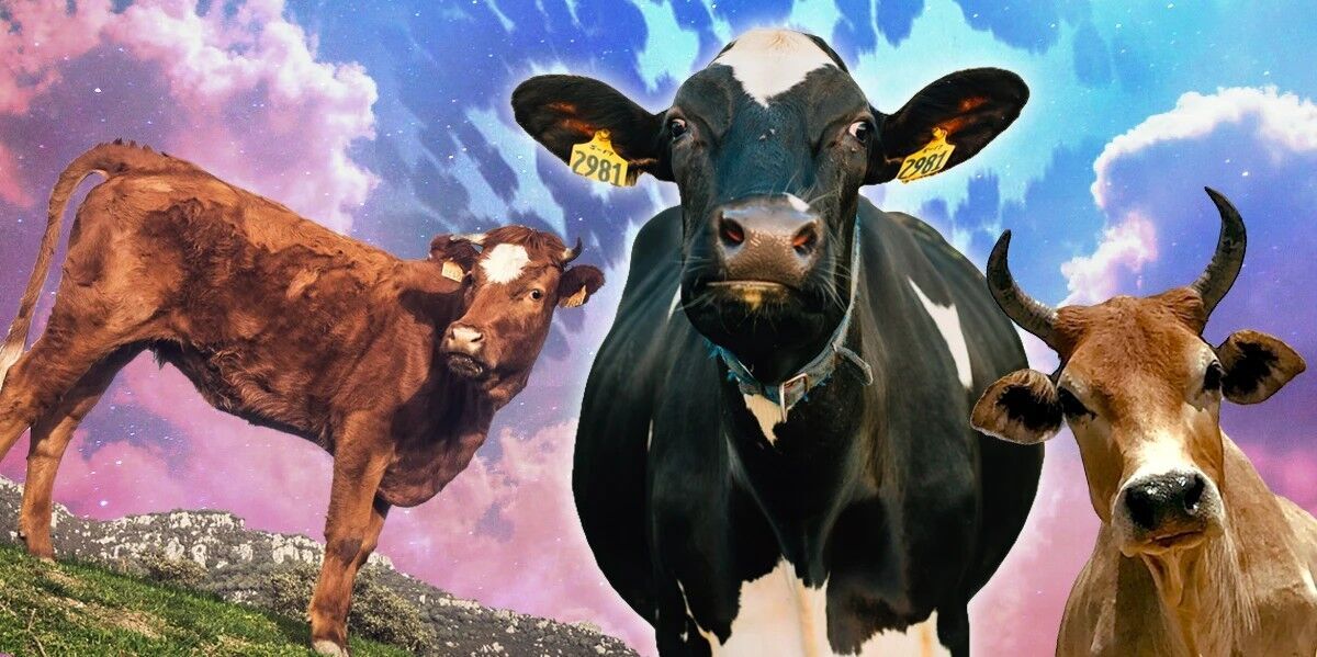 Cow Spirit Animal: What Does a Cow Symbolize?