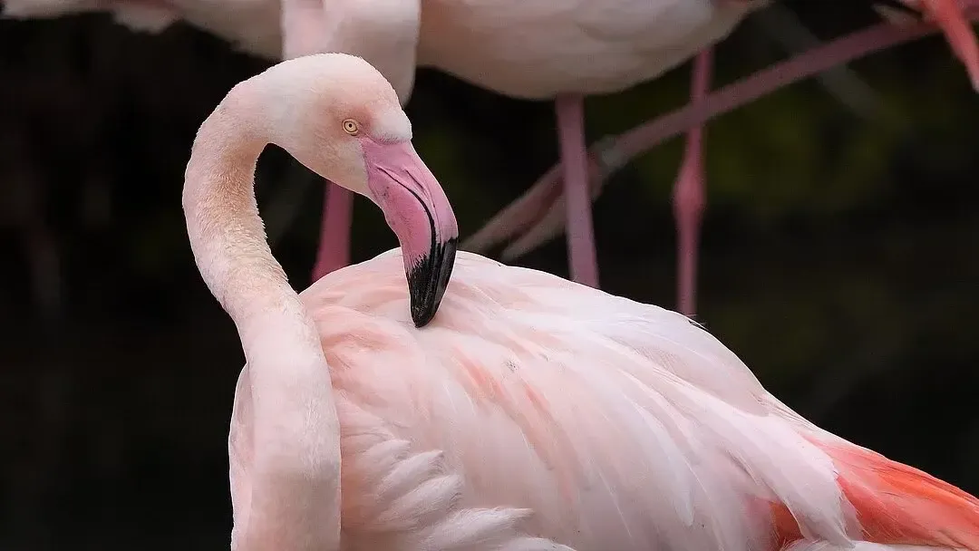 11 Spiritual Meanings of Flamingo