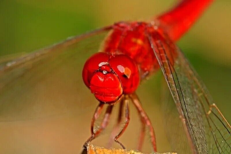 Red Dragonfly Spirit Animal: Spiritual Symbols and Meanings 