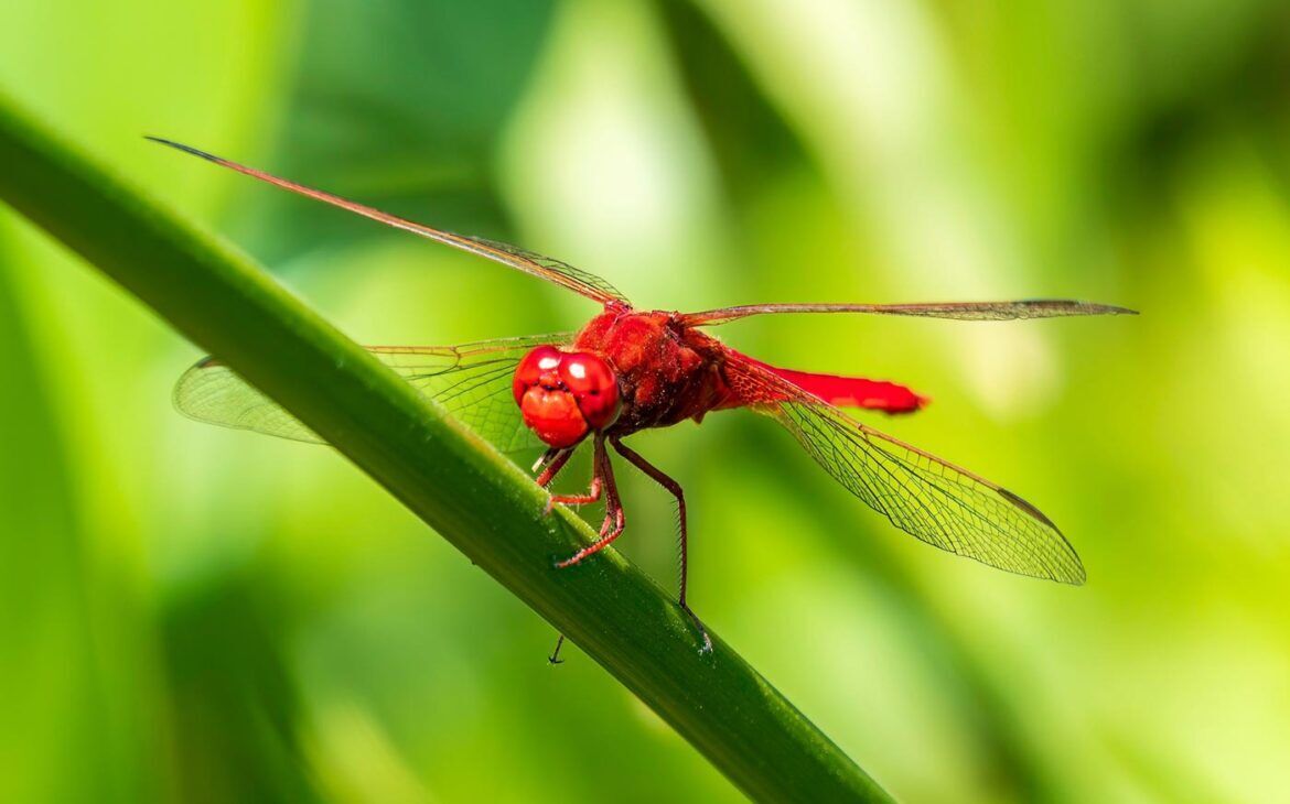 Red Dragonfly Spirit Animal: Spiritual Symbols and Meanings 