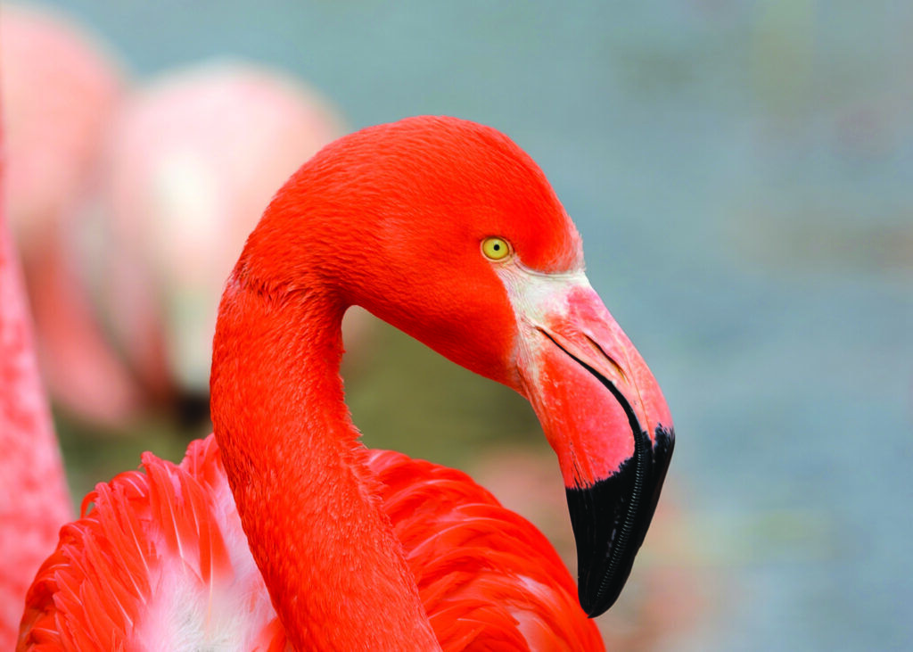 11 Spiritual Meanings of Flamingo