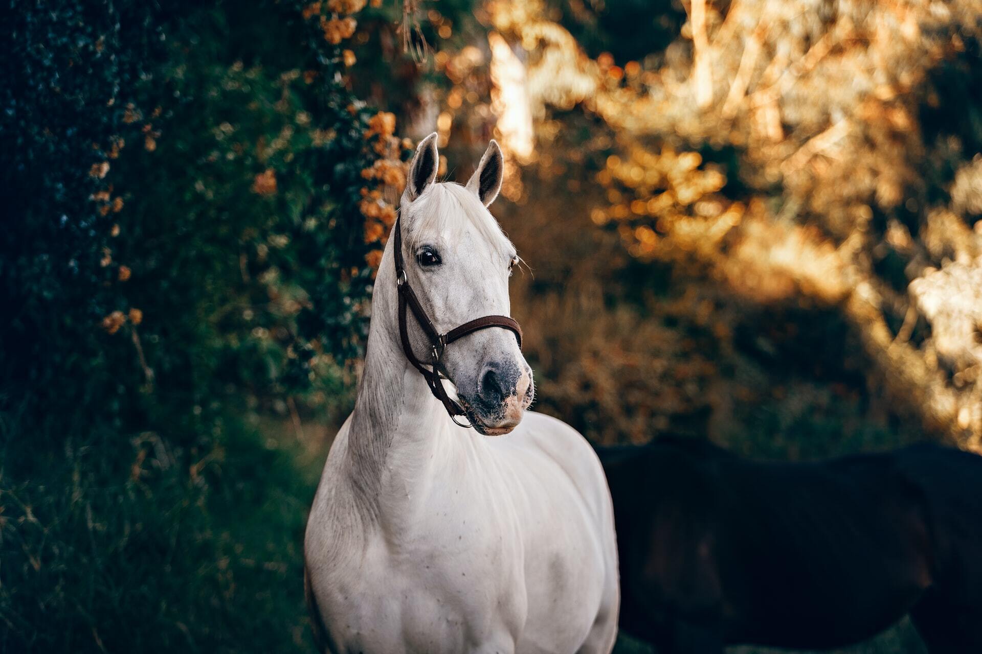 Horse dream meaning