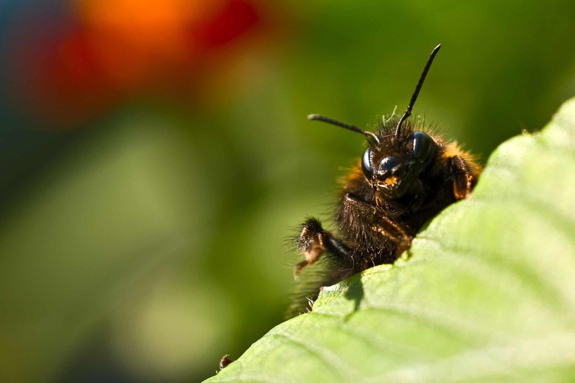 Bumblebee Spirit Animal: What Does a Bumblebee Symbolize