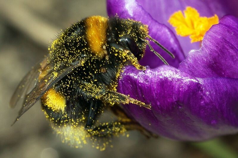 Bumblebee Spirit Animal: What Does a Bumblebee Symbolize