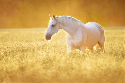 Horse dream meaning