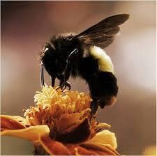 Bumblebee Spirit Animal: What Does a Bumblebee Symbolize