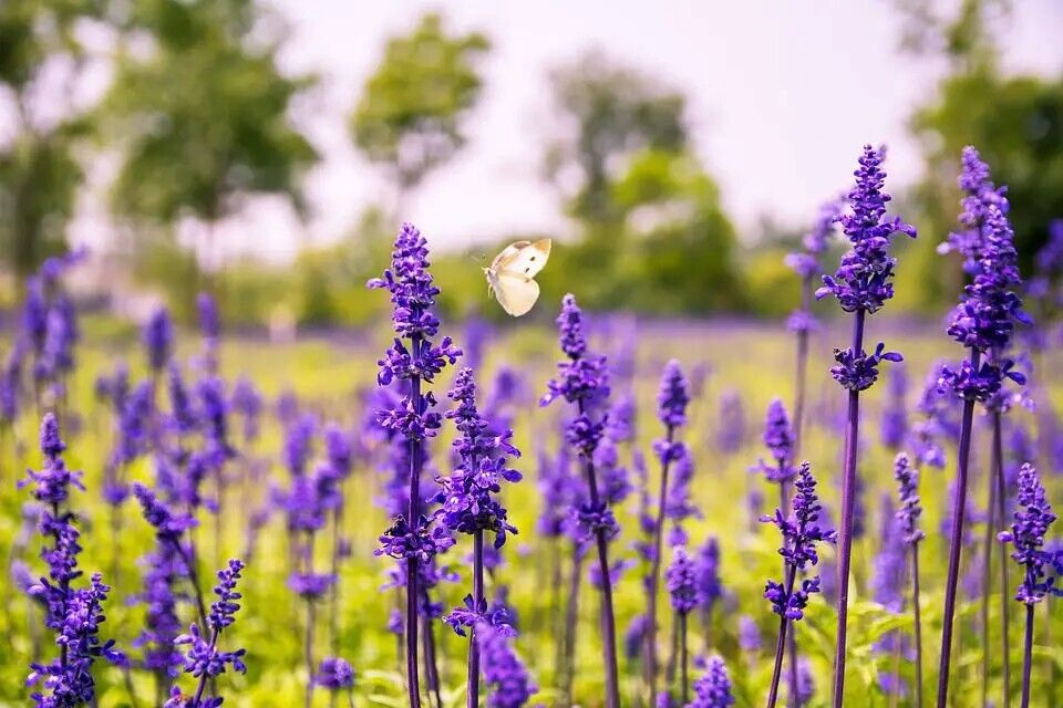 11 Spiritual Meanings of Sage